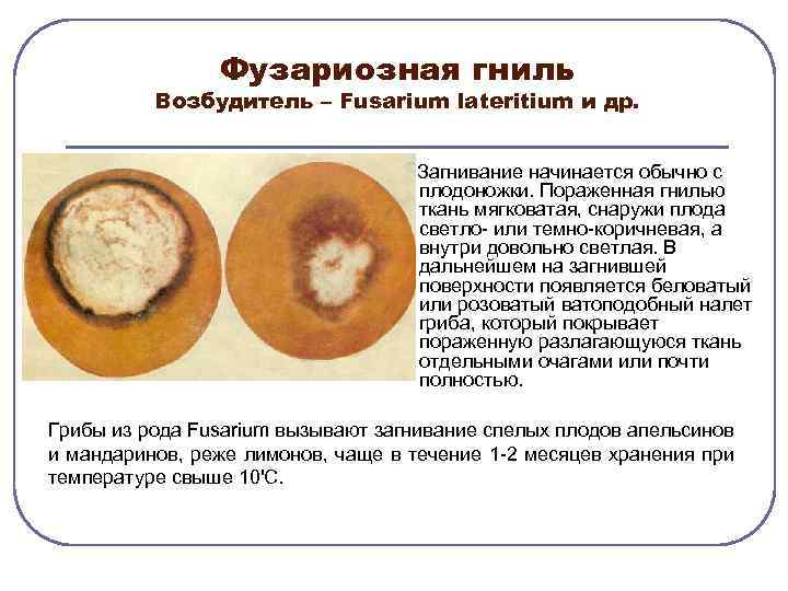 Фузариозная гниль Возбудитель – Fusarium lateritium и др. Загнивание начинается обычно с плодоножки. Пораженная
