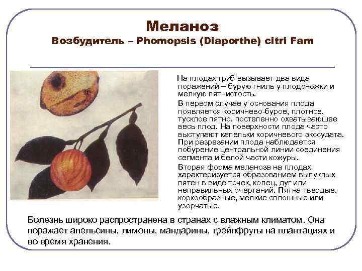 Меланоз Возбудитель – Рhomopsis (Diaporthe) citri Fam На плодах гриб вызывает два вида поражений