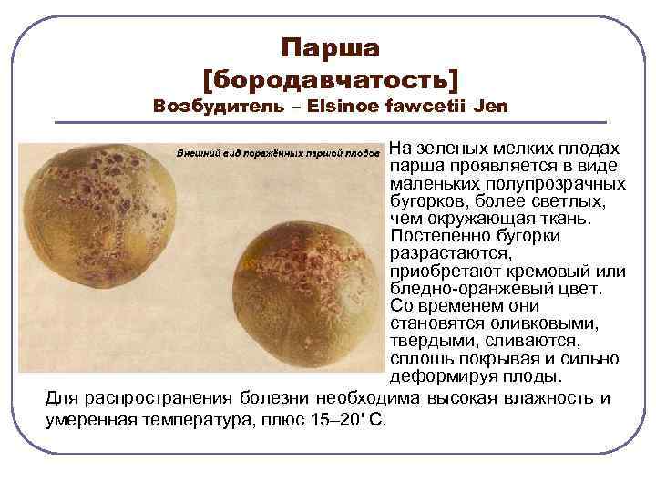 Парша [бородавчатость] Возбудитель – Еlsinoe fawcetii Jen На зеленых мелких плодах парша проявляется в