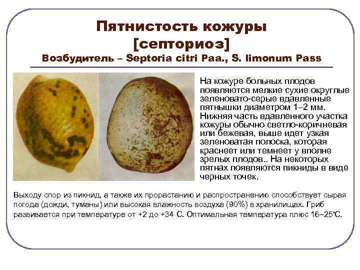 Пятнистость кожуры [септориоз] Возбудитель – Septoria citri Paa. , S. limonum Pass На кожуре