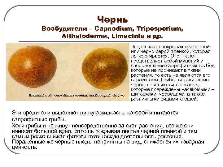 Чернь Возбудители – Сарnodium, Triposporium, Aithaloderma, Limacinia и др. Плоды часто покрываются черной или