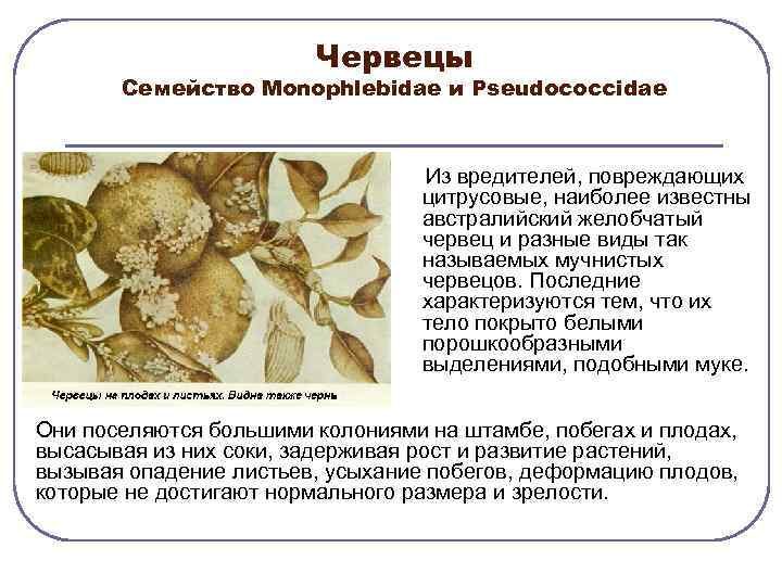 Червецы Семейство Моnophlebidae и Рseudococcidae Из вредителей, повреждающих цитрусовые, наиболее известны австралийский желобчатый червец