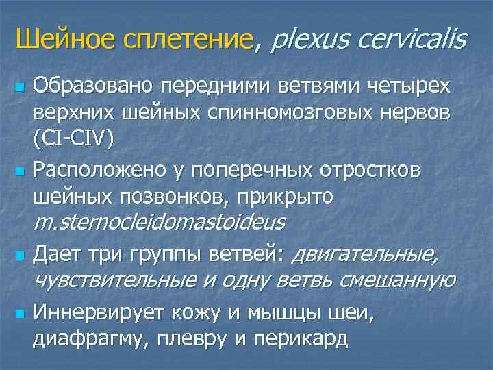 Шейное сплетение, plexus cervicalis n n Образовано передними ветвями четырех верхних шейных спинномозговых нервов