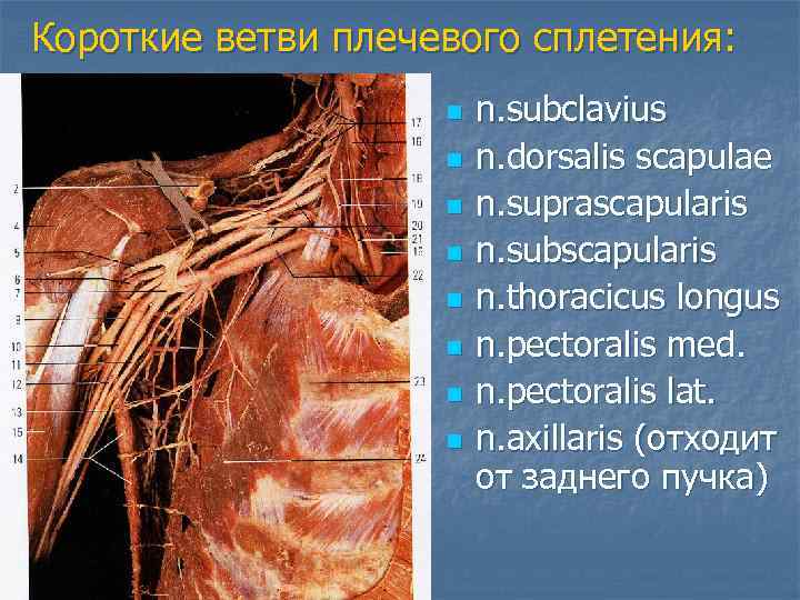 Короткие ветви плечевого сплетения: n n n n n. subclavius n. dorsalis scapulae n.