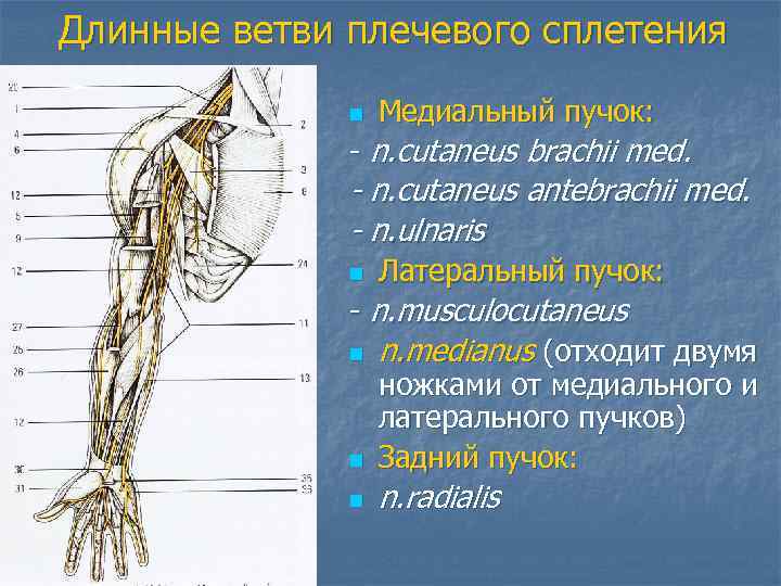 Длинные ветви плечевого сплетения n Медиальный пучок: - n. cutaneus brachii med. - n.
