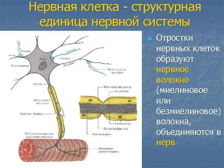 Нервная клетка - структурная единица нервной системы n Отростки нервных клеток образуют нервное волокно