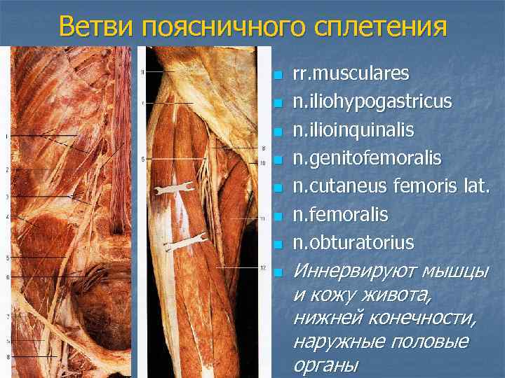 Ветви поясничного сплетения n n n n rr. musculares n. iliohypogastricus n. ilioinquinalis n.