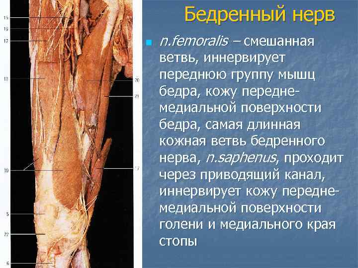 Бедренный нерв n n. femoralis – смешанная ветвь, иннервирует переднюю группу мышц бедра, кожу