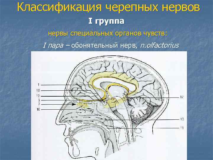 Классификация черепных нервов I группа нервы специальных органов чувств: - I пара – обонятельный