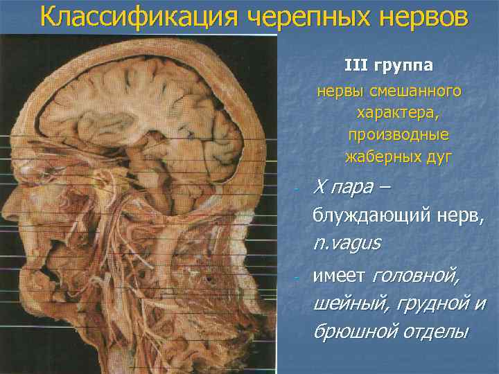 Классификация черепных нервов III группа нервы смешанного характера, производные жаберных дуг - X пара