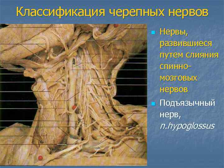 Классификация черепных нервов n n Нервы, развившиеся путем слияния спинномозговых нервов Подъязычный нерв, n.
