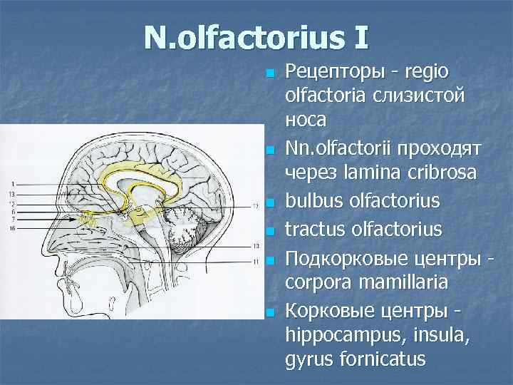 N. olfactorius I n n n Рецепторы - regio olfactoria слизистой носа Nn. olfactorii