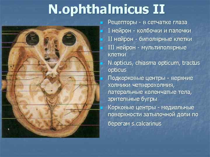 N. ophthalmicus II n n n n Рецепторы - в сетчатке глаза I нейрон