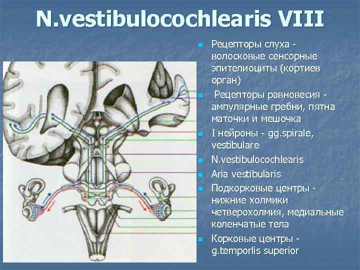 N. vestibulocochlearis VIII n n n n Рецепторы слуха волосковые сенсорные эпителиоциты (кортиев орган)