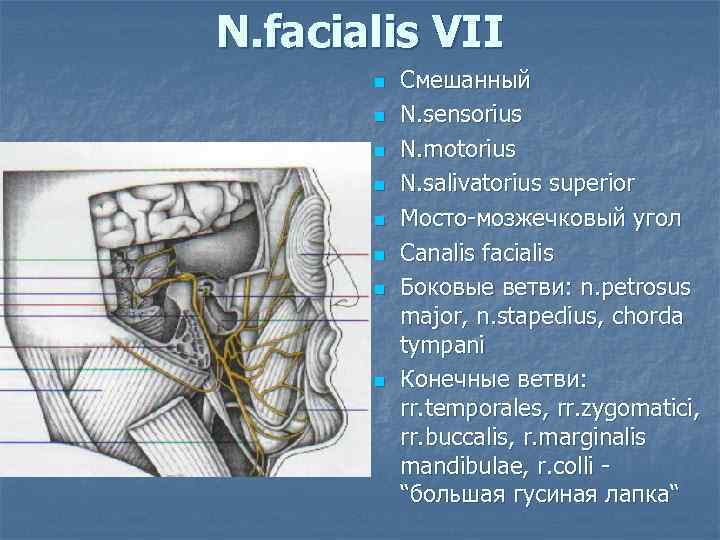 N. facialis VII n n n n Смешанный N. sensorius N. motorius N. salivatorius