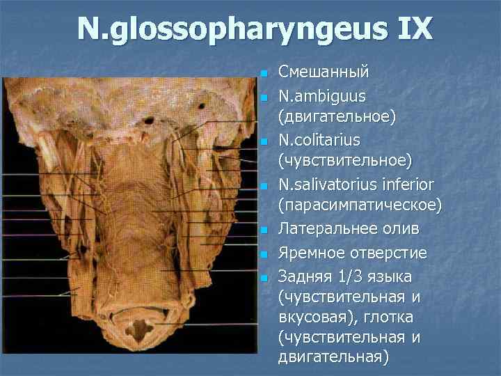 N. glossopharyngeus IX n n n n Смешанный N. ambiguus (двигательное) N. colitarius (чувствительное)