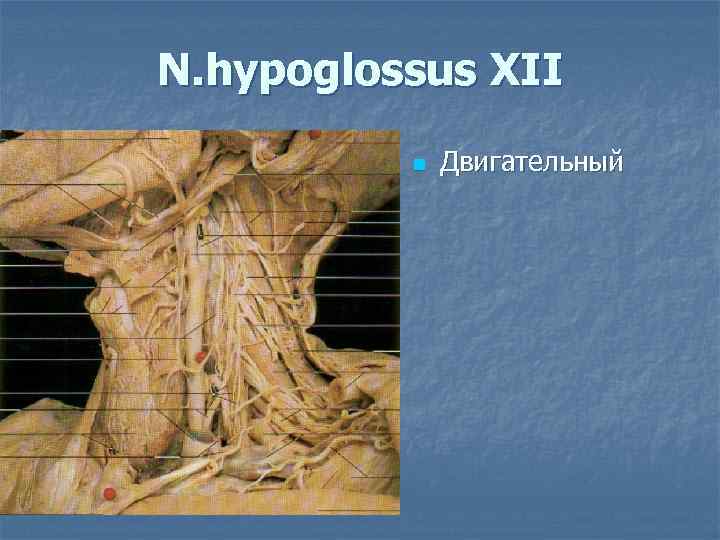 N. hypoglossus XII n Двигательный 