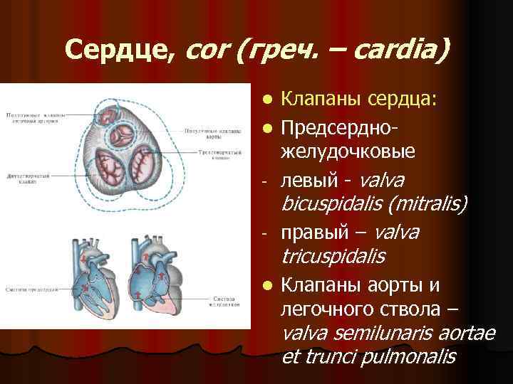 Сердце, cor (греч. – cardia) Клапаны сердца: l Предсердножелудочковые - левый - valva l