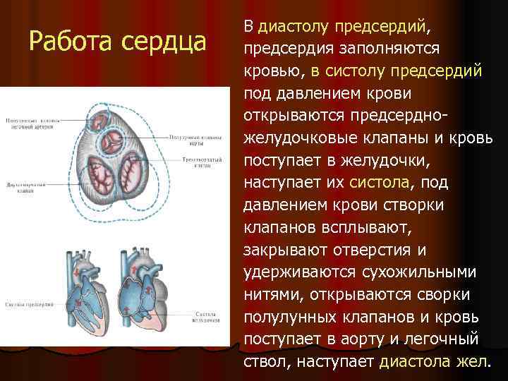 Работа сердца В диастолу предсердий, предсердия заполняются кровью, в систолу предсердий под давлением крови