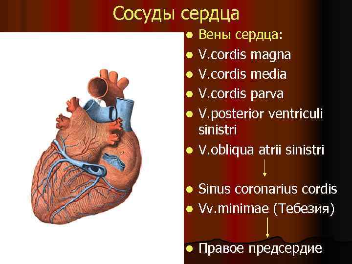 Сосуды сердца l l l Вены сердца: V. cordis magna V. cordis media V.