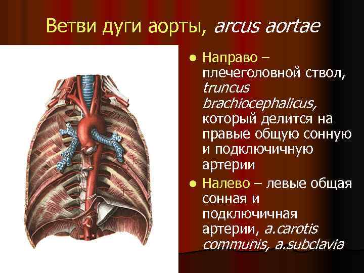 Ветви дуги аорты, arcus aortae l Направо – плечеголовной ствол, truncus brachiocephalicus, который делится