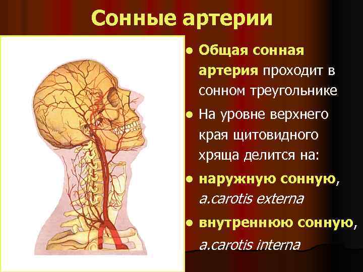 Сонные артерии l Общая сонная артерия проходит в сонном треугольнике l На уровне верхнего