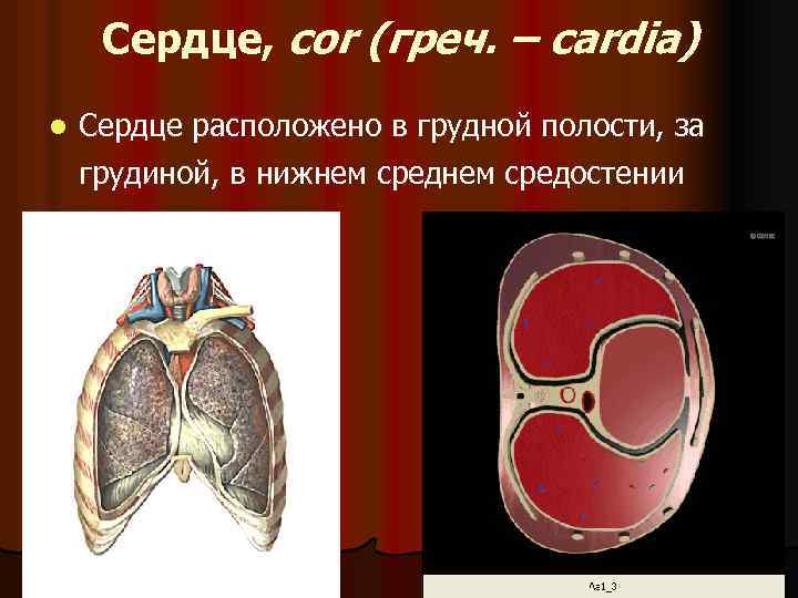 Сердце, cor (греч. – cardia) l Сердце расположено в грудной полости, за грудиной, в