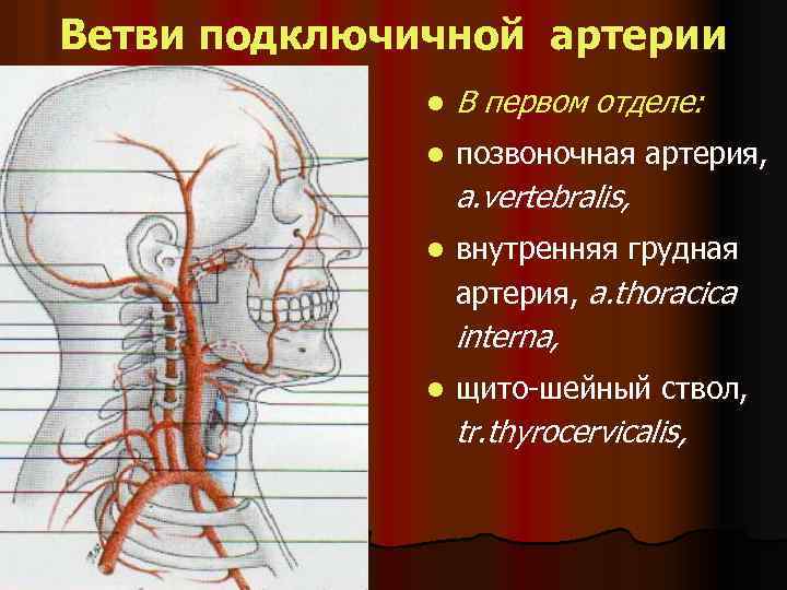 Ветви подключичной артерии l В первом отделе: l позвоночная артерия, a. vertebralis, l внутренняя