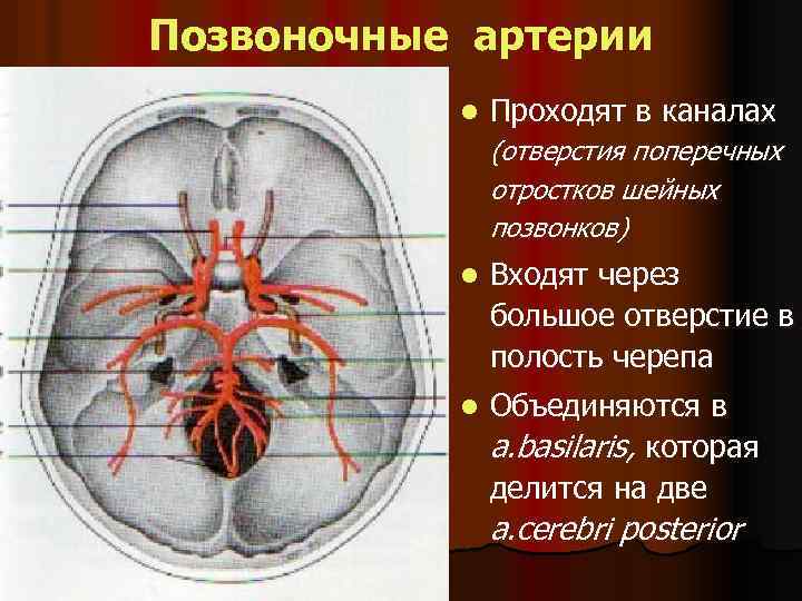 Позвоночные артерии l Проходят в каналах (отверстия поперечных отростков шейных позвонков) l Входят через