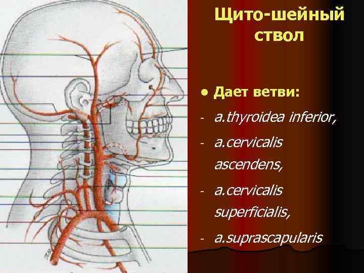 Щито-шейный ствол l Дает ветви: - a. thyroidea inferior, - a. cervicalis ascendens, -