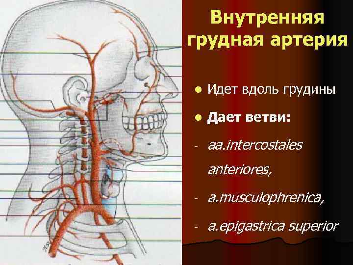 Внутренняя грудная артерия l Идет вдоль грудины l Дает ветви: - aa. intercostales anteriores,