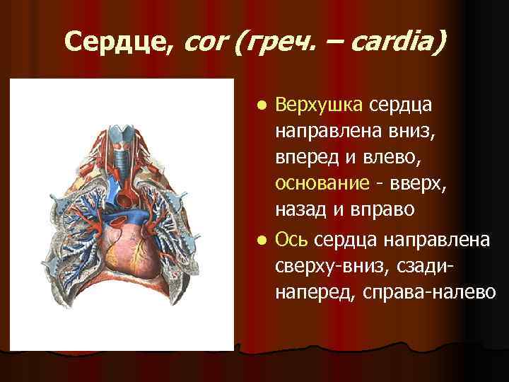 Сердце, cor (греч. – cardia) l Верхушка сердца направлена вниз, вперед и влево, основание
