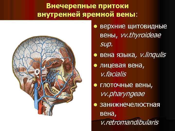 Внечерепные притоки внутренней яремной вены: l верхние щитовидные вены, vv. thyroideae sup. l вена