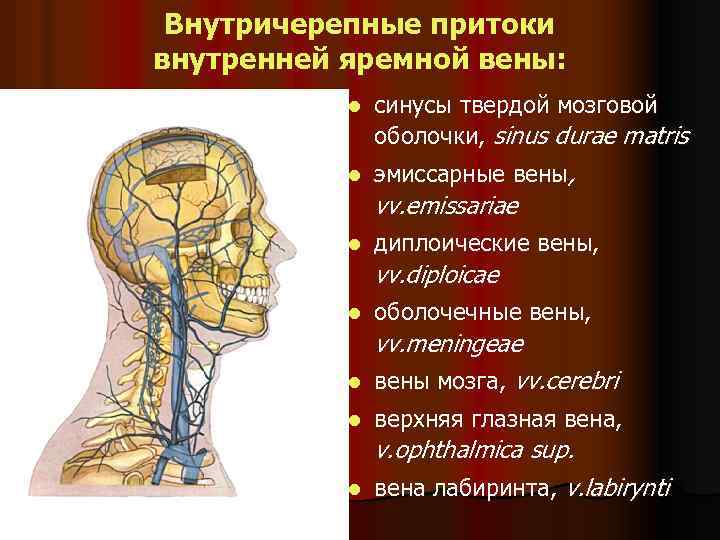 Внутричерепные притоки внутренней яремной вены: l cинусы твердой мозговой оболочки, sinus durae matris l