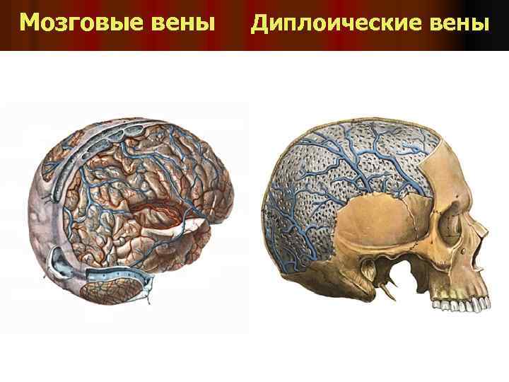 Мозговые вены Диплоические вены 