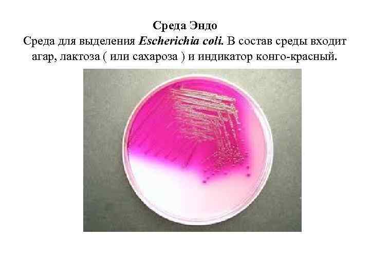 Среда Эндо Среда для выделения Escherichia coli. В состав среды входит агар, лактоза (