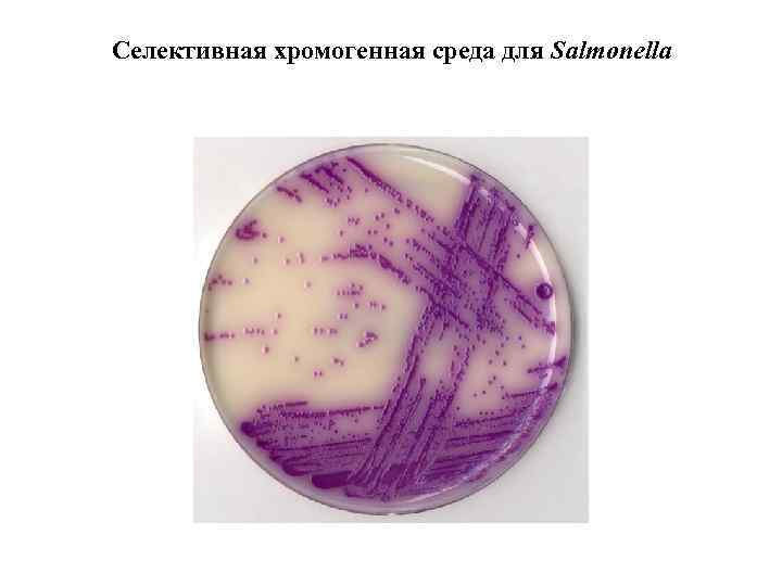 Селективная хромогенная среда для Salmonella 