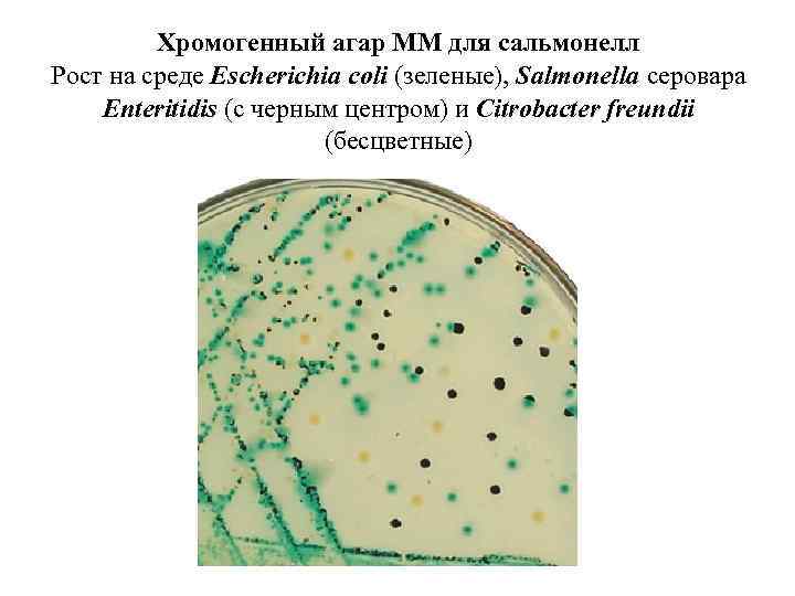 Хромогенный агар MМ для сальмонелл Рост на среде Escherichia coli (зеленые), Salmonella серовара Enteritidis
