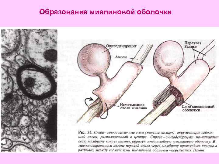  Образование миелиновой оболочки 
