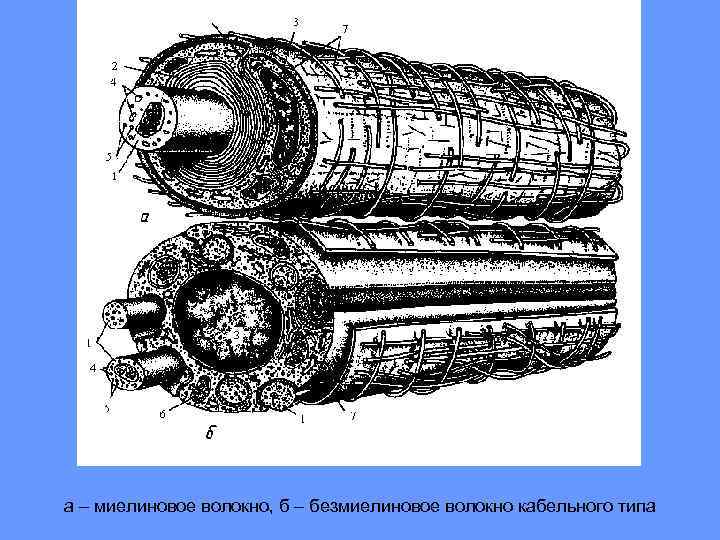 а – миелиновое волокно, б – безмиелиновое волокно кабельного типа 