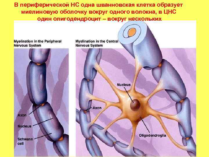 В периферической НС одна шванновская клетка образует миелиновую оболочку вокруг одного волокна, в ЦНС