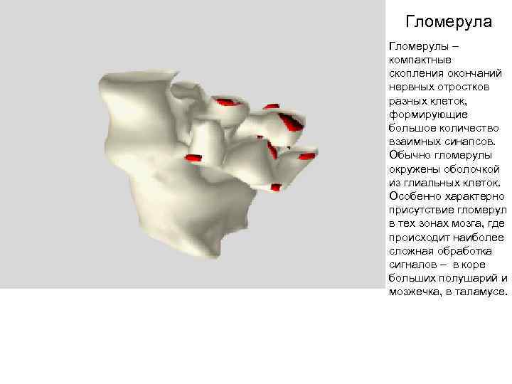 Гломерула Гломерулы – компактные скопления окончаний нервных отростков разных клеток, формирующие большое количество взаимных