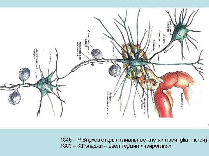 1846 – Р. Вирхов открыл глиальные клетки (греч. glia – клей) 1883 – К.
