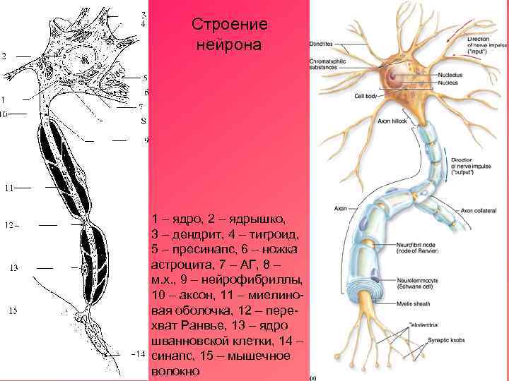 Строение нейрона 1 – ядро, 2 – ядрышко, 3 – дендрит, 4 – тигроид,
