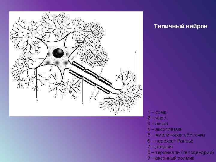 Типичный нейрон 7 1 – сома 2 – ядро 3 – аксон 4 –