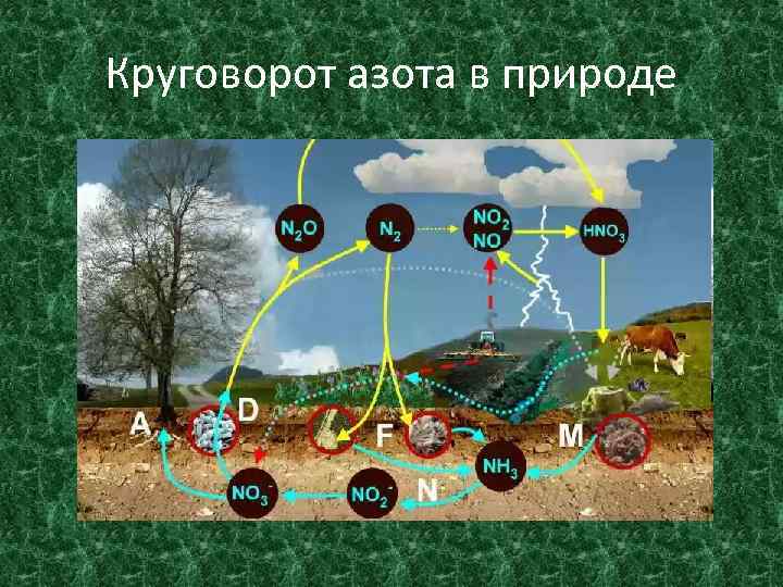 Круговорот азота в природе 