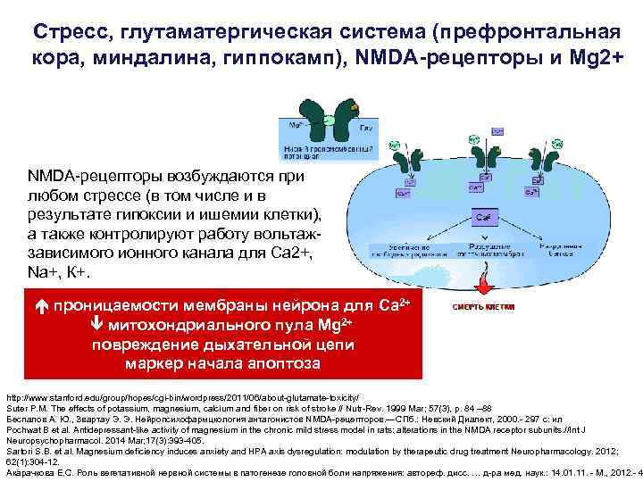 Стресс, глутаматергическая система (префронтальная кора, миндалина, гиппокамп), NMDA-рецепторы и Mg 2+ NMDA-рецепторы возбуждаются при