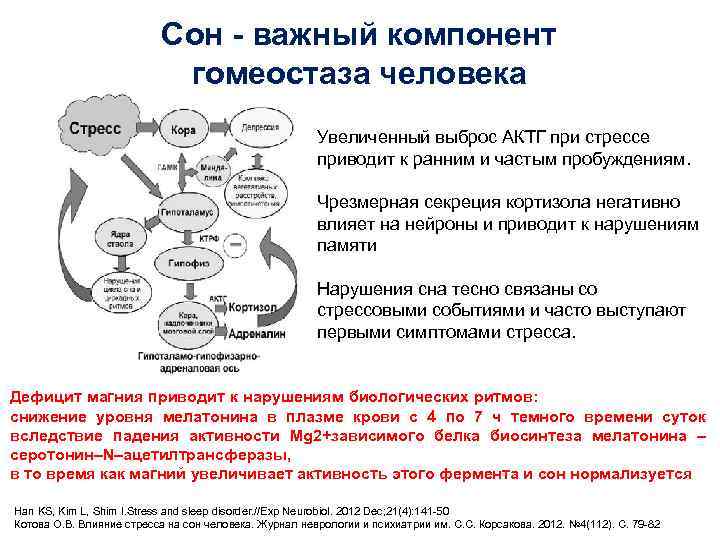 Сон - важный компонент гомеостаза человека Увеличенный выброс АКТГ при стрессе приводит к ранним