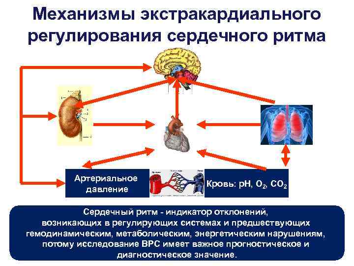 Механизмы экстракардиального регулирования сердечного ритма Артериальное давление Кровь: р. Н, О 2, СО 2