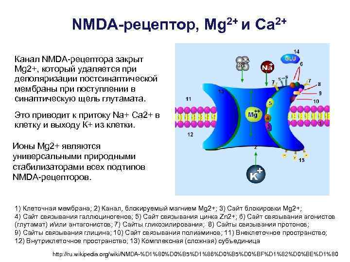 NMDA-рецептор, Mg 2+ и Ca 2+ Канал NMDA-рецептора закрыт Mg 2+, который удаляется при